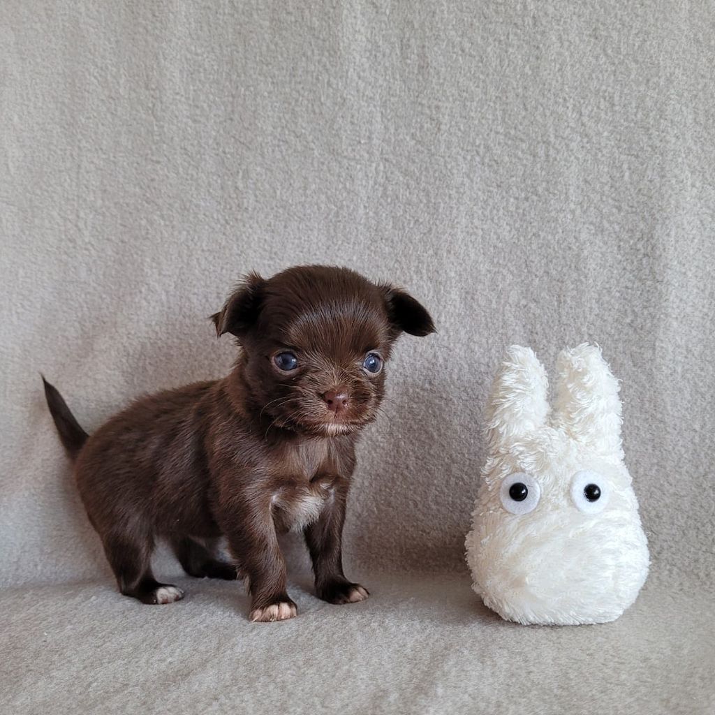 Honey Opals of Earth - Chihuahua - Portée née le 29/10/2021